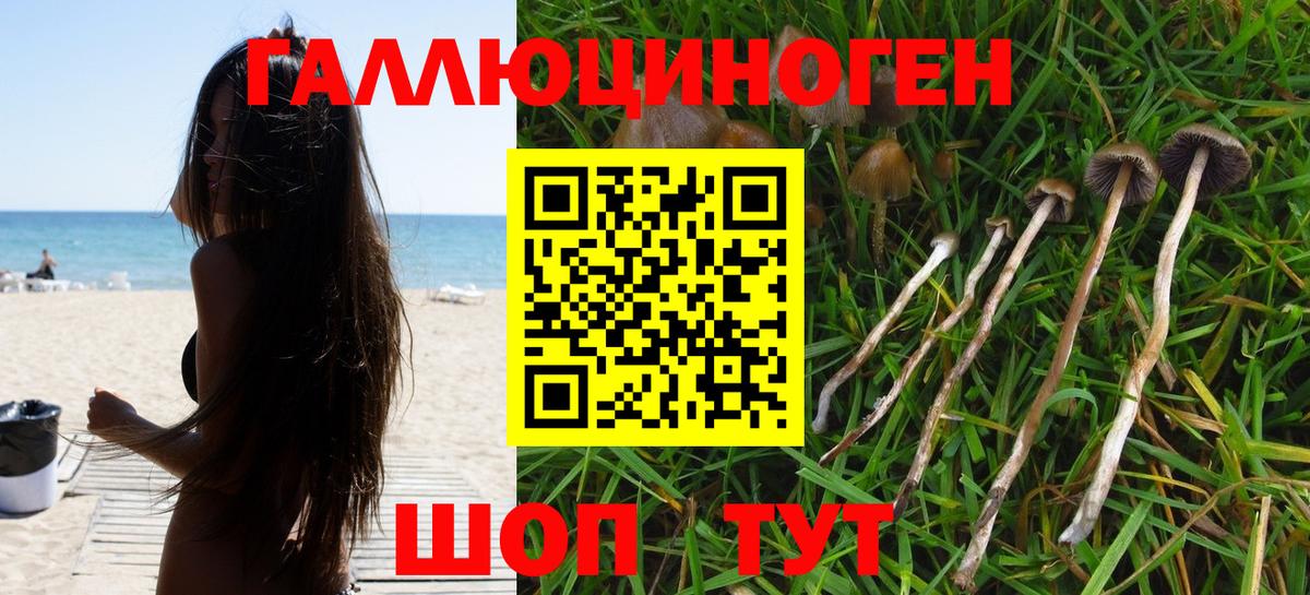 Россия  Псилоцибиновые грибы мицелий  Вход с VPN 
